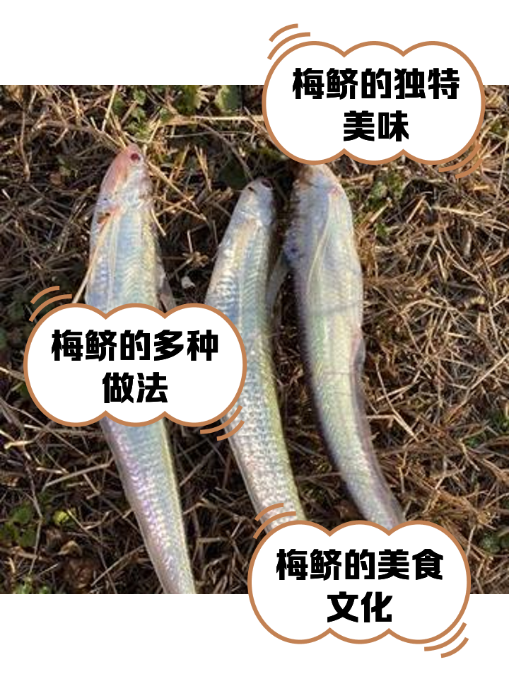 鲚怎么读