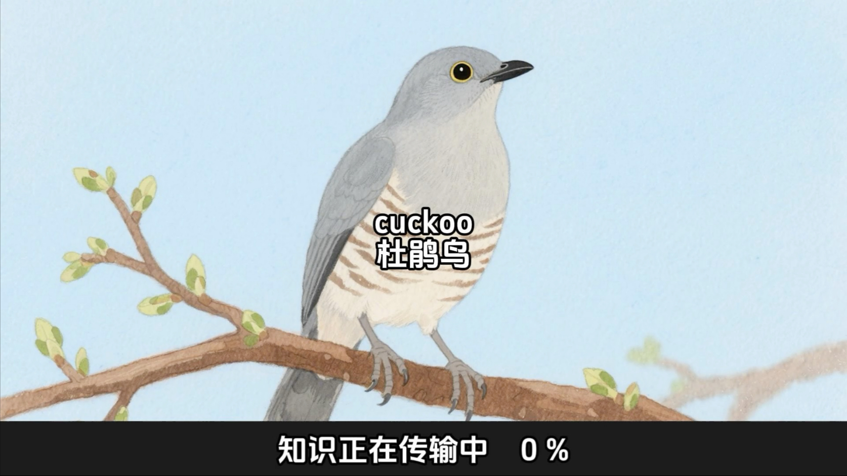 鸟的英文怎么读